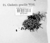 Cladonia gracilis image